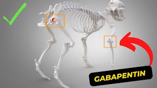 Easing the Pain How Gabapentin Can Help Your Dogs Quality of Life [upl. by Haidabo901]