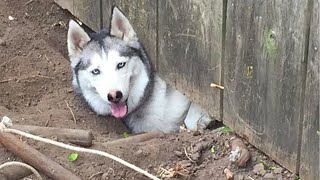 Huskies are known for being escape artists Funniest Dogs Ever [upl. by Nelie]