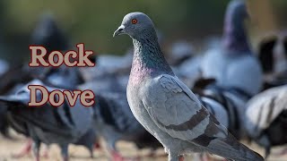 Rock Dove or Rock Pigeon Columba livia and Common Myna [upl. by Azaleah785]