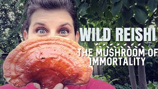 Wild Reishi Medicinal Mushroom of Immortality [upl. by Timmi]