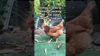 Lindsay LoHEN is bottom of pecking order sisters taking her food backyardchickens cutepets hens [upl. by Lerud889]