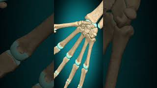 Carpal joint pronation supination carpaljoint [upl. by Llemrej]