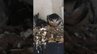 SWALLOWS MADE NEST OUTSIDE MY DOOR 2017 [upl. by Kali]