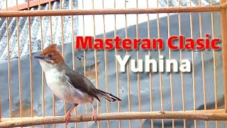 Pancingan yuhina malas bunyiyuhina gacor full tembakan [upl. by Eerb]