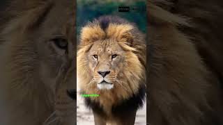 le règne animal  La vie secrète des lions sauvages 🌍🦁 documentaire animalier shorts lion [upl. by Ardnaeed520]