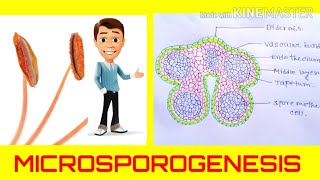 Microsporogenesis  the formation of pollen grainsAnther development Angiosperm reproduction [upl. by Jacklin817]