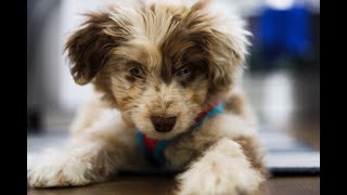 Introducing Beau  Our 10 Week Old Mini Aussie Doodle [upl. by Intihw]