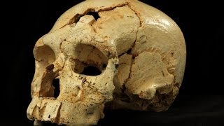 New fossil human skulls from Spanish site Atapuerca [upl. by Lord935]