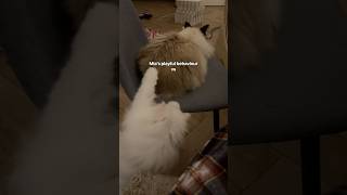 Jerrie just plays differently😅 cats catvideos funny [upl. by Bruce186]