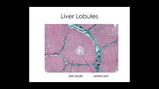 512 Excretion b PART 1 Liver histology and function [upl. by Crofoot]