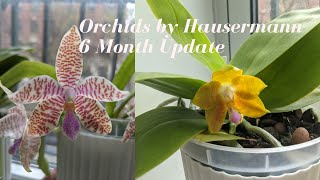 Orchid Haul Update  Orchids by Hausermann  6 Month Update Mostly Summer Bloomers amp Some Species [upl. by Pantheas]