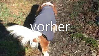 Spondylose beim Hund  Behandlung mit physiokey [upl. by Yeleek623]