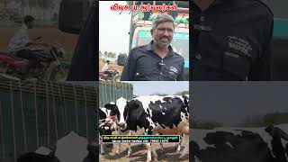 CINTAMANI COW MARKET vivasayaarvalargal cow cattlemarket shortvideo shortsvideo shorts [upl. by Naanac]