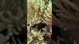 fantasticsoftcoralssmallfishesanthiasshortsbeautifulanemonefishvideographymoalboalcebu🇵🇭 [upl. by Hancock]