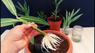 How to grow Oleander plant from cutting [upl. by Beckett435]