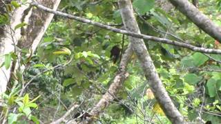 Montezuma Oropendola quotunforgettablequot song in Bocas del Toro Panama [upl. by Bartolemo544]