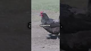 Coccidiosis in Chickens coccidiosis chickenadvice backyardchickens [upl. by Erme]