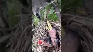 baby birds are fed large grasshoppers [upl. by Aihsemot859]