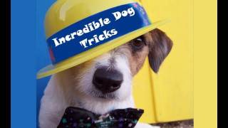 Incredible Dog Tricks Performed by Jesse the Jack Russell [upl. by Jo566]