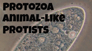 Protozoananimallike protists [upl. by Nemracledairam]