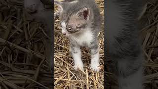 Gatitos rescatados animales tiernos cat gatos storytime [upl. by Lobiv8]