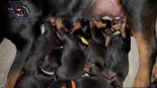 Giant Rottweiler Puppies [upl. by Kosey]