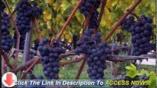 Tips For Successful Backyard Grape Growing [upl. by Mateo546]