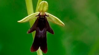 vliegenorchis Ophrys insectifera [upl. by Shorter906]