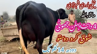 پیورنیلی کی شوقین پہلن چوگی جھوٹی برائےفروخت14نومبر2024  1st Timer Top Nilli Buffalo for Sale [upl. by Wilmette]