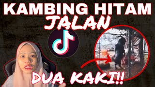 VIRAL TIKTOK KAMBlNG HlTAM JALAN 2 KAKI SERAM GILA [upl. by Ramar779]