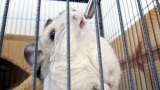 Chinchilla Care Tip 3  Keep the Water Flowing [upl. by Belia]