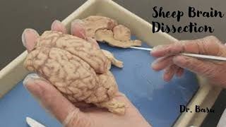 Sheep brain dissection  Dr Basus Easy Anatomy amp Physiology [upl. by Varini]