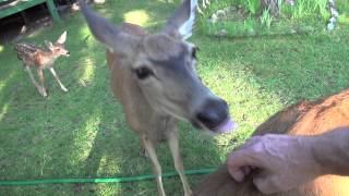 Heart Massage for Wild Deer in the Yard [upl. by Formenti]