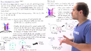 Major Histocompatibility Complex MHC Class I and II [upl. by Llerral445]