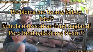 tips para sa Baboy na subrang liit ng tiyan habang nag bubuntis baboy [upl. by Urbannai590]