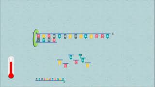 Sanger DNA Sequencing [upl. by Carlene]