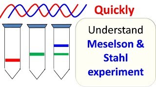 Meselson And Stahl Experiment  Malayalam Explanation  Semiconservative DNA Replication Malayalam [upl. by Africa]