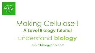 Formation of Cellulose through Glycosidic bonding with Beta Glucose Alevel Biology [upl. by Alakcim]