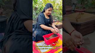 গোলাপ গাছের মাটি তৈরি  how to make soil mix for rose plant shorts gardening viralvideo flowers [upl. by Sulamith982]