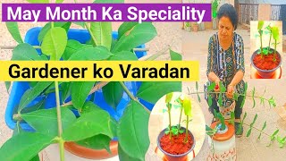 May Month Special for gardeners plants मेरे को वरदान साबित हुआ है आपको happy [upl. by Tita]