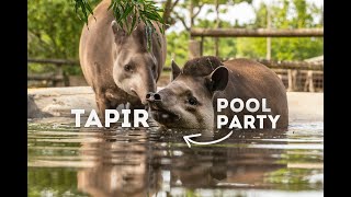 Ever seen a Tapir UNDERWATER  World of Animals [upl. by Eilrebmik]