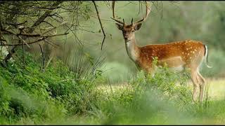 Johann Strauss II  Cuentos de los bosques de Viena [upl. by Atnahsal]