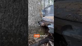 Fatest Tree Cutting Machine😳😲 youtubeshorts woodworking shortsfeed facts shorts viralshorts [upl. by Renita]