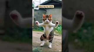 Cat Funny Dance shortfeed shorts short ytshorts youtubeshorts catcatfunny [upl. by Murvyn]