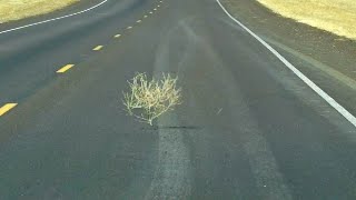 High Winds And Tumbleweed In New Mexico [upl. by Einiar]