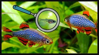 In 5 minutes Celestial Pearl Danio Breeding [upl. by Bradney]