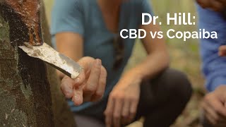 Ep248 Dr Hill on CBD vs Copaiba [upl. by Eldwon]