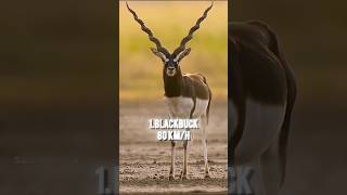 Indias Top 3 Fastest Animal  FASTEST ANIMAL  BLACKBUCK fast animals blackbuck tiger shorts [upl. by Llevron183]