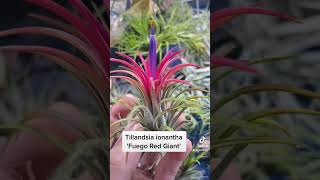 Tillandsia ionantha Fuego Red Giant shorts [upl. by Yvad826]