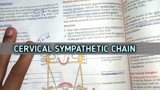 Cervical sympathetic trunk anatomy  Grays illustrative views [upl. by Yliah]